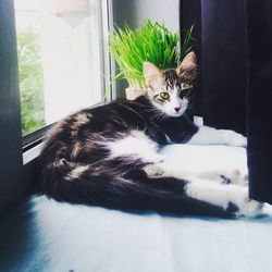 Portrait of cat sitting on window