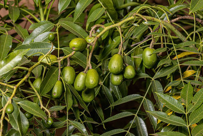 Close-up of plant