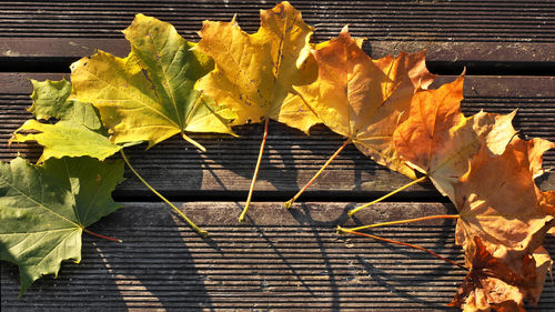 High angle view of yellow maple leaves