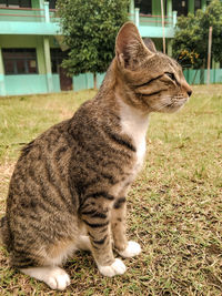 Portrait of a cat on field