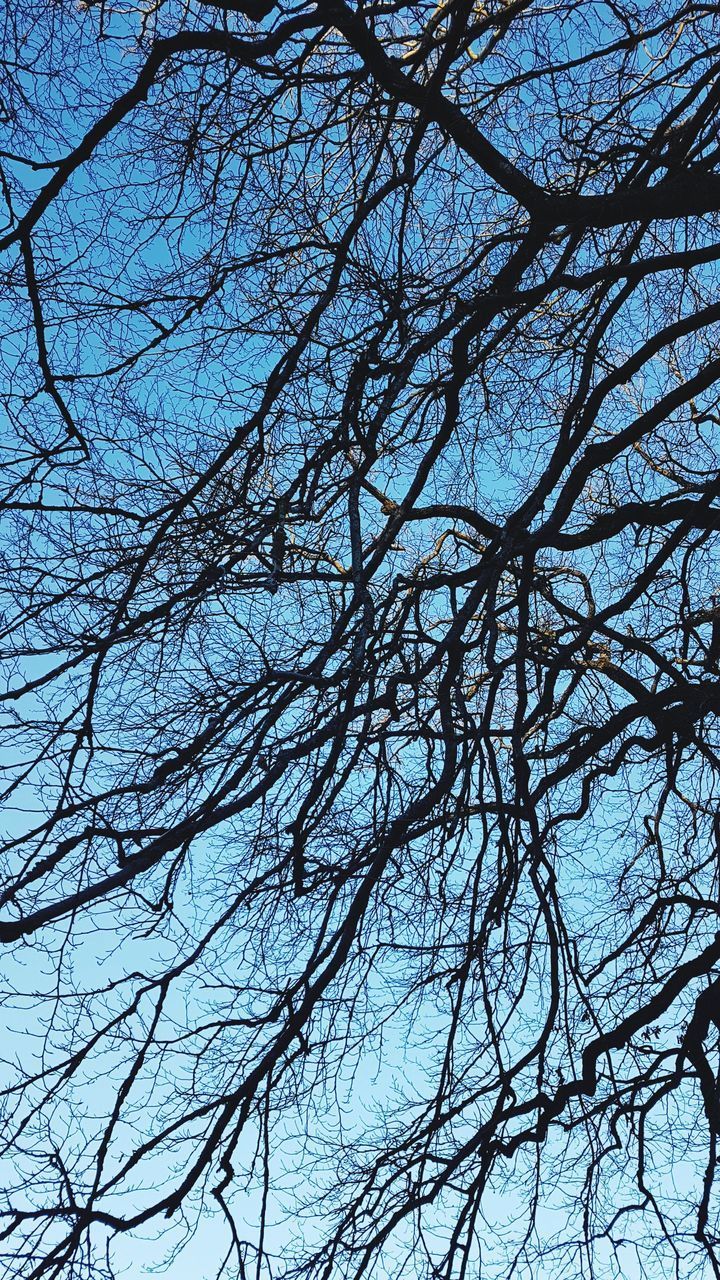 LOW ANGLE VIEW OF BARE TREES AGAINST BLUE SKY