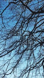 Low angle view of bare tree against blue sky