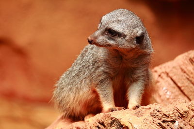 Close-up of animal sitting on rock