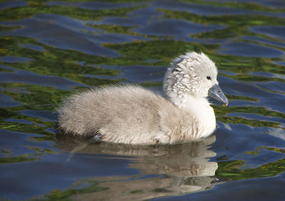 Swan swimming in lake