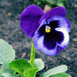 Close-up of purple flower blooming outdoors