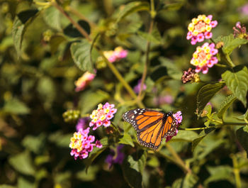 Close-up of butterfly pollinating on flowers