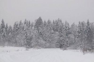 Snow covered trees against sky