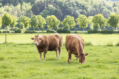 Horses in a field