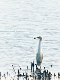 Heron perching on wooden post