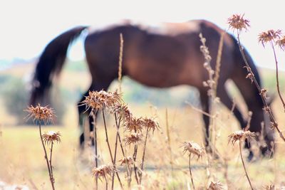 Close-up of dry plants on field with a horse in background, wildlife,italy.