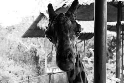 Portrait of giraffe by pole