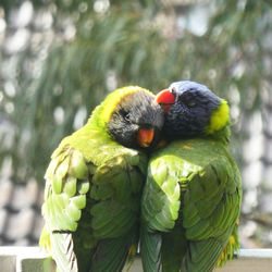 Close-up of parrot perching