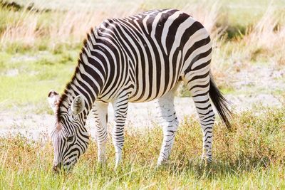 Zebras in a field