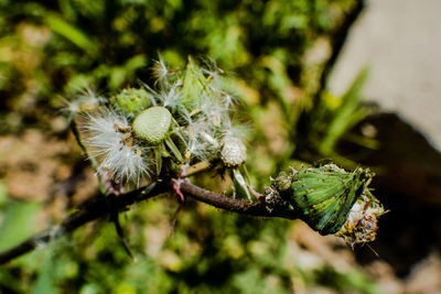 Close-up of wilted plant