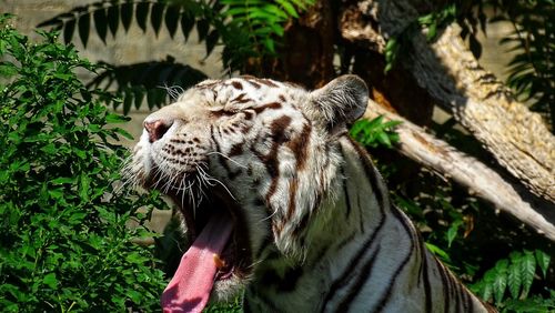 Close-up of a cat in zoo