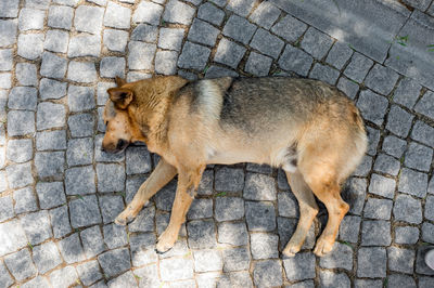 High angle view of dog sleeping on footpath