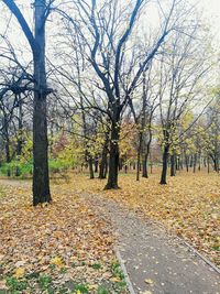 Trees in park during autumn