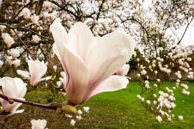 Close-up of white cherry blossoms in spring