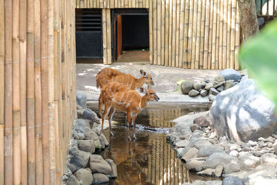 View of a deer drinking water on rock