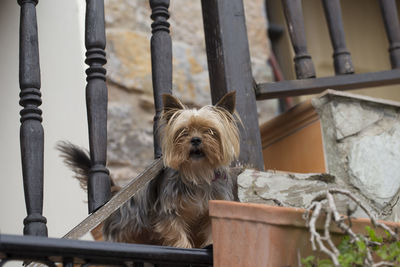 Close-up of dog on railing