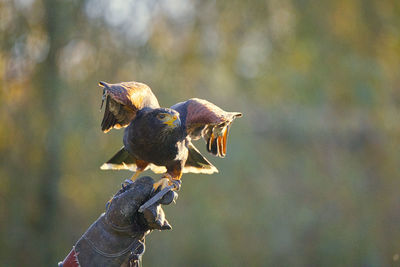 Bird perching on a hand