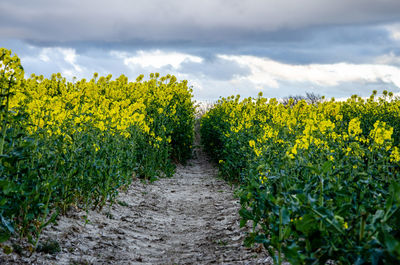 Scenic view of yellow flowering plants on field against sky