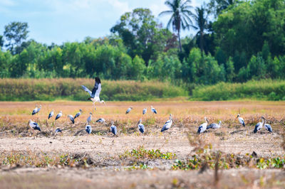 Flock of birds on field