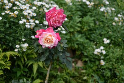 Close-up of pink rose