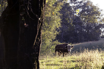 Side view of a horse in the forest