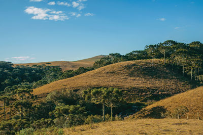 Landscape of rural lowlands called pampas with green groves over hills near cambara do sul, brazil.