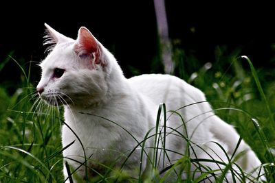 Close-up of white cat