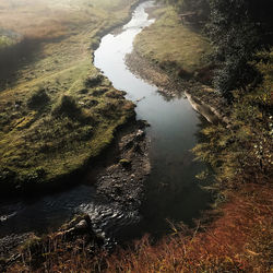 High angle view of river amidst trees in forest