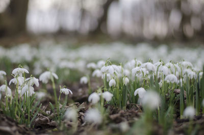 Close-up of white crocus blooming on field