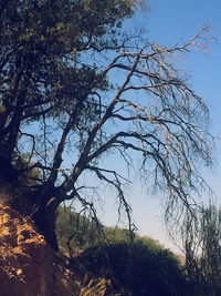 Low angle view of trees against clear sky