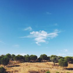 Trees on field against blue sky