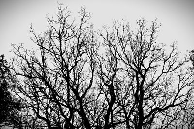 Low angle view of bare trees against sky