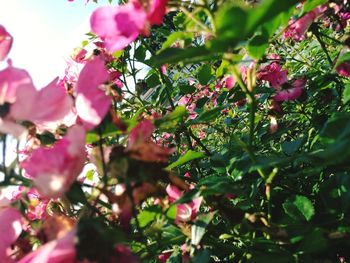 Close-up of pink bougainvillea plant