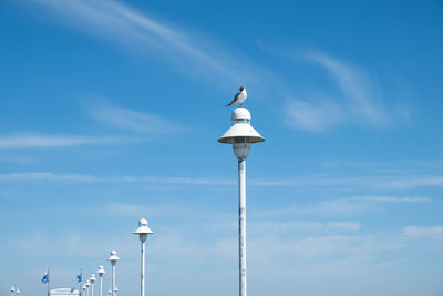 Low angle view of seagull perching on street light
