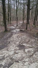 Trees in forest