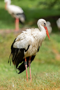 Close-up of a bird on field