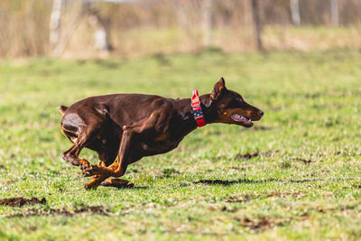 Dog running on field