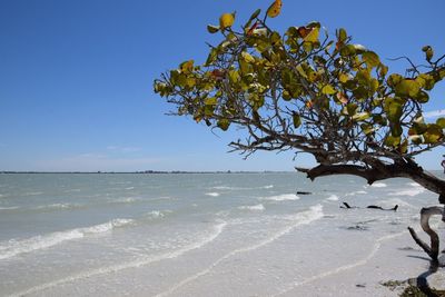 Tree on beach against clear sky