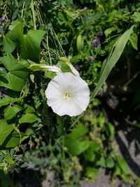 Close-up of white flowers blooming outdoors