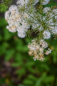 Close-up of flowering plant