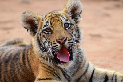 Close-up portrait of tiger