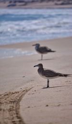 Bird perching on beach