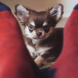 Portrait of dog at home