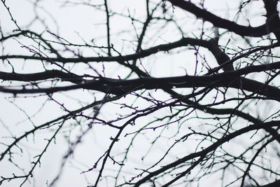 Low angle view of bare tree against sky