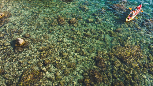 High angle view of coral in sea