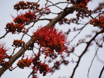 Low angle view of red flowering plant